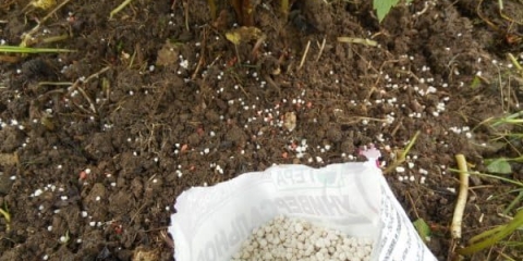 Kako gnojiti ribizle u proljeće za povećanje prinosa